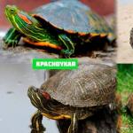 Как ухаживать за водяной черепахой в домашних условиях